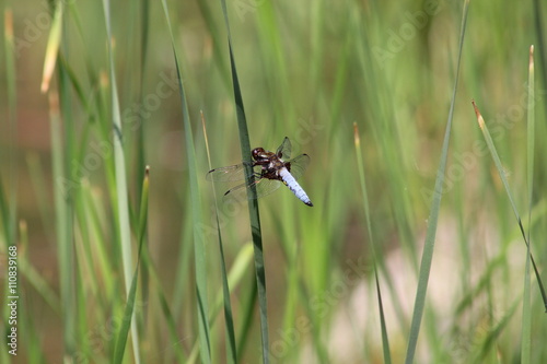 Libellen: Plattbauch sitzt an einem Grashalm © rbkelle