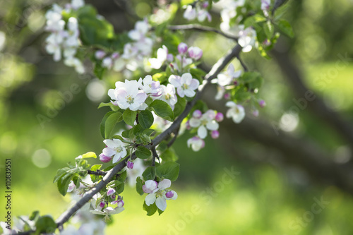 Branch of apple blossom