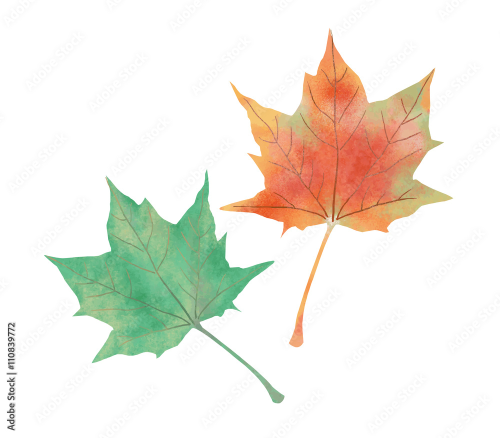 紅葉 紅葉