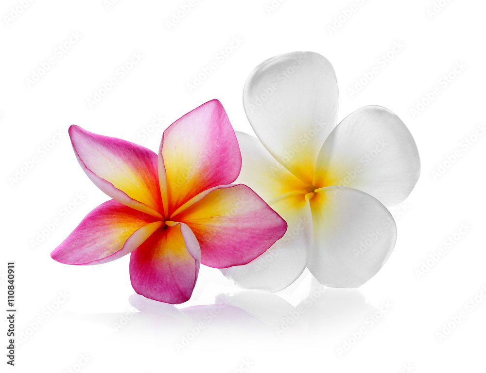 Naklejka premium Tropical flowers frangipani (plumeria) isolated on white backgro