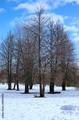 thaw spring lanscape tree