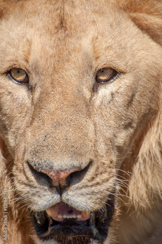 Fototapeta premium Portrait of a Lion