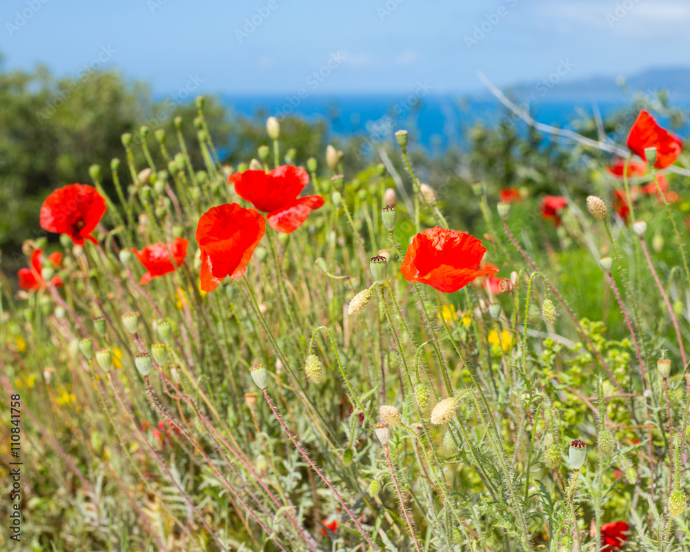 Poppy flowers near the sea