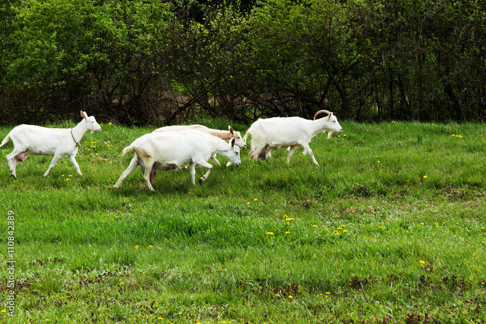 Fototapeta premium Goats are grazed in a meadow