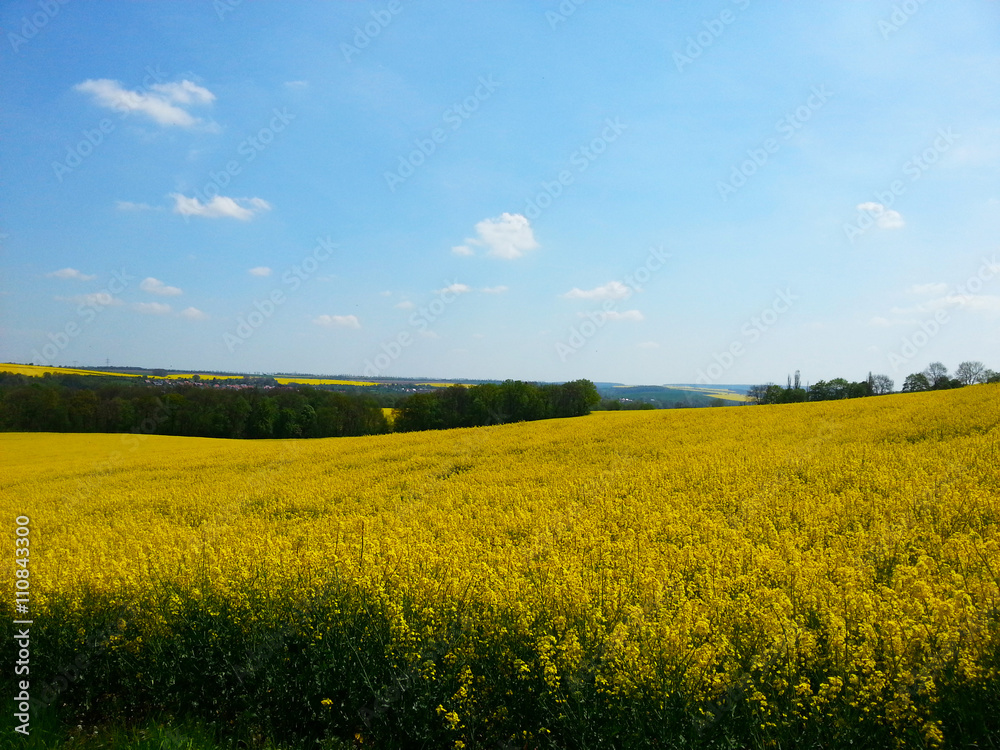 Wonnemonat Mai - Blühende Rapsfelder in Thüringen im Frühling, wellige Landschaft in Mitteldeutschland