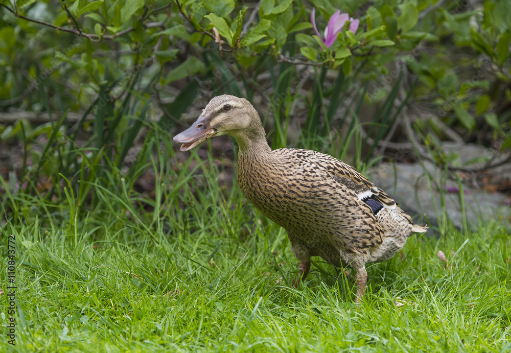 indian runner duck in garden - female indian runner duck in garden - female