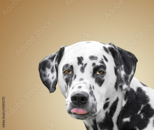Dog showing tongue to everybody © helga1981