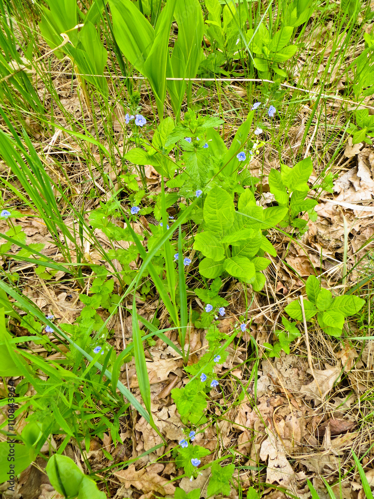 Wild flowers in a forest Wild flowers in a forest