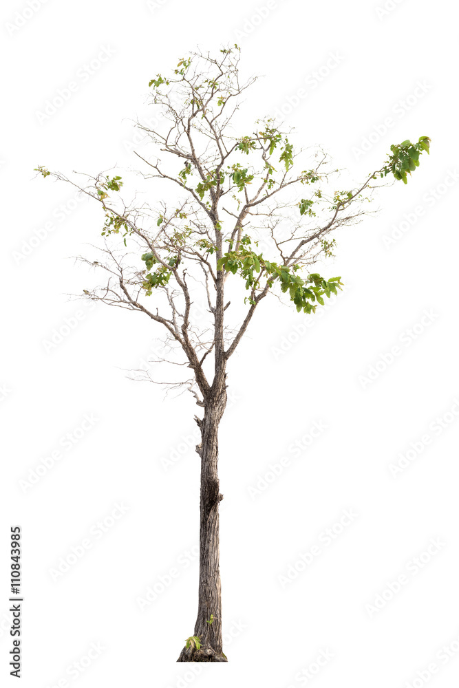 Tree isolated on white background Tree isolated on white background