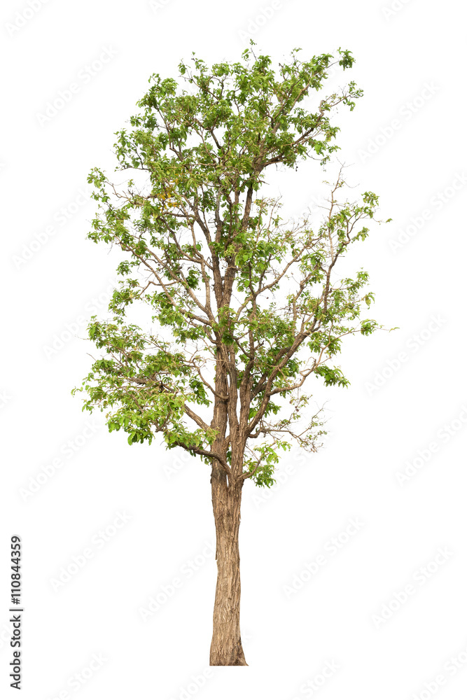 Obraz premium Tree isolated on white background