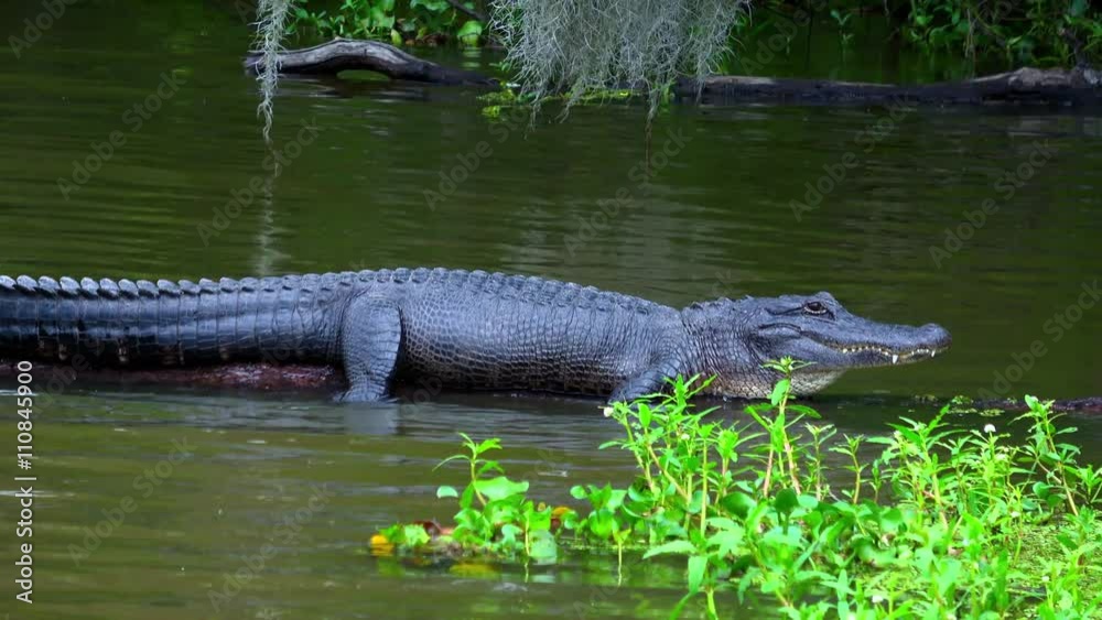 Boat tour through the swamp - amazing nature Boat tour through the swamp - amazing nature
