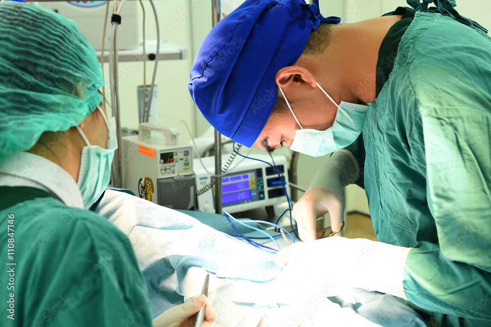 two veterinarian surgeons in operating room two veterinarian surgeons in operating room
