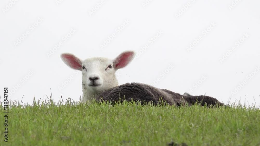 white lamb and black sheep lying on the meadow white lamb and black sheep lying on the meadow