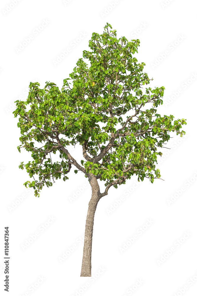 Tree isolated on white background