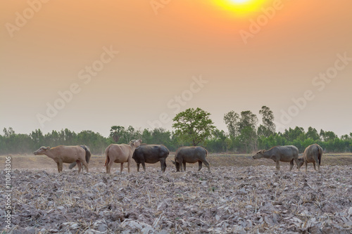 Asian buffalo in countryside Thailand