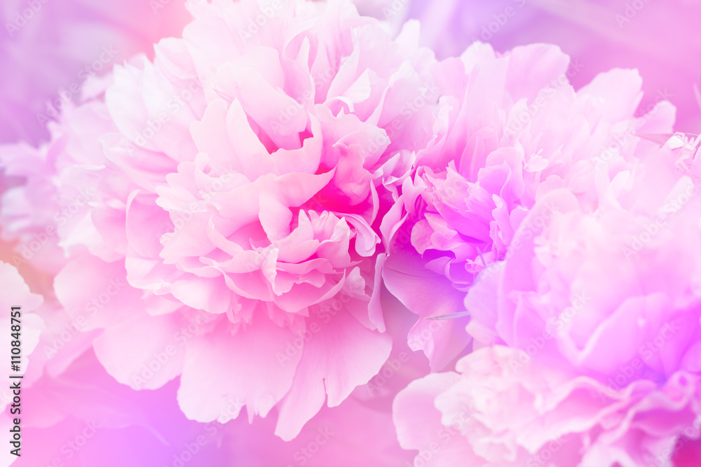 Peony floral background