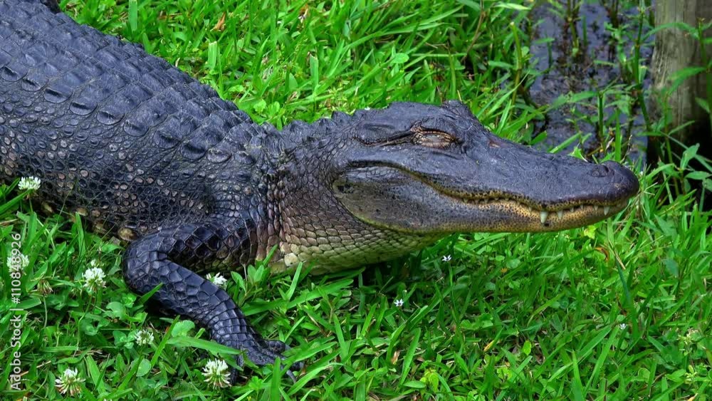 Wild alligator in the swampy areas of Cajun country Wild alligator in the swampy areas of Cajun country