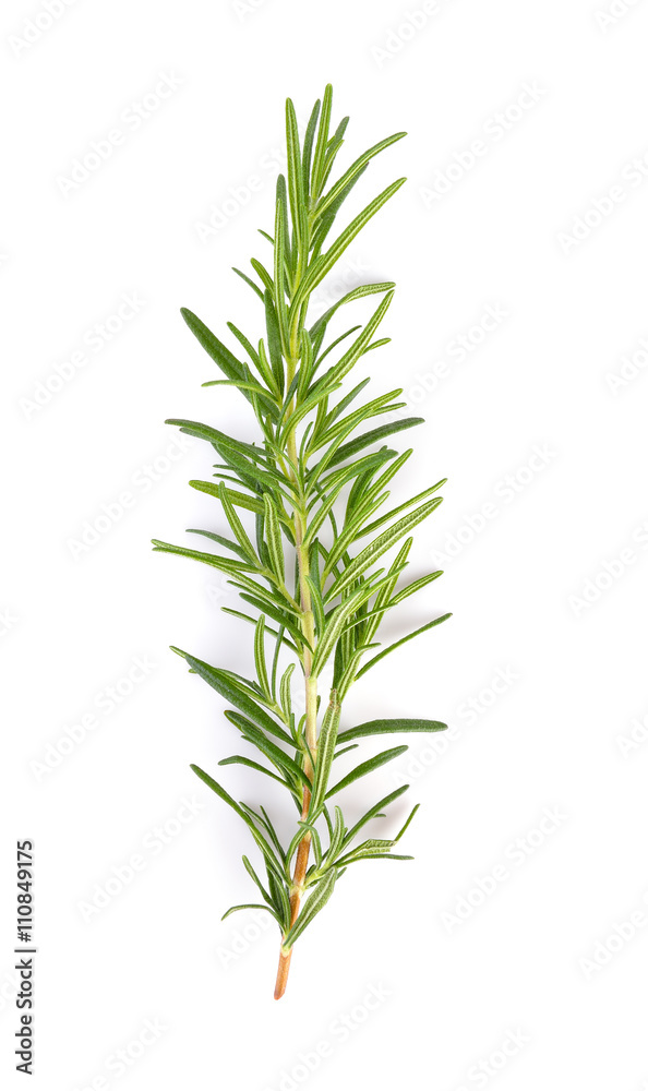 rosemary isolated on white background