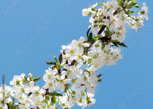 branch with beautiful flowers over blue sky