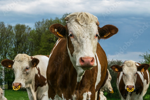 Troupeaux de vaches