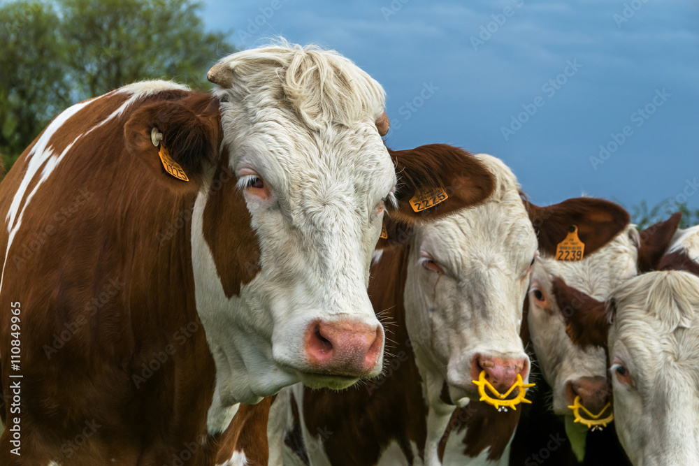 Troupeaux de vaches