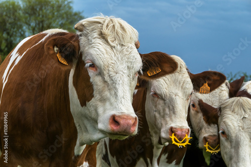 Troupeaux de vaches © Pictures news