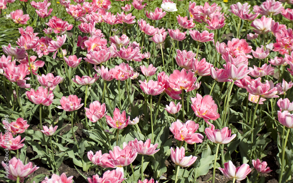 Flowerbed with pink tulips