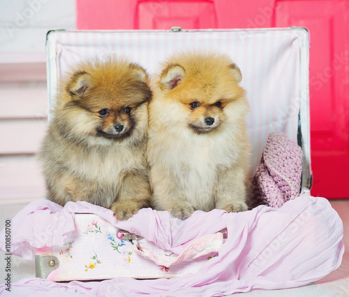 Fluffy high bred spitz dog family with puppies