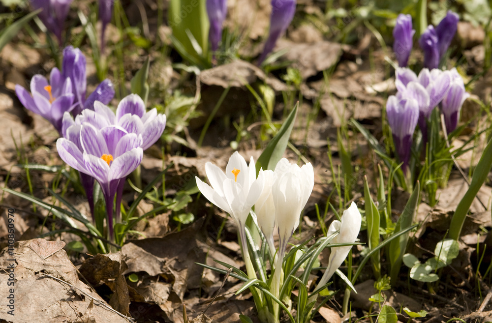 Purple and white crocuses