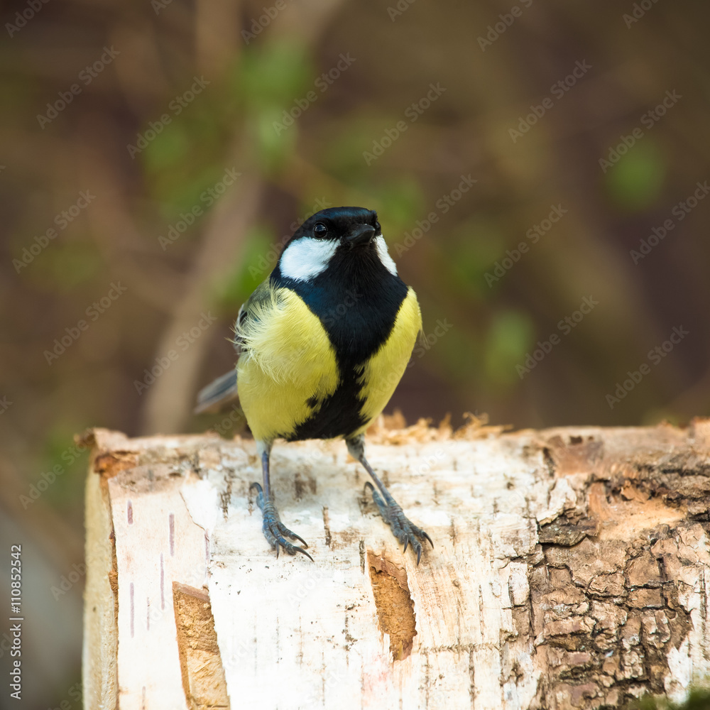 Obraz premium Titmouse (Parus major) on defocused blurred natural background.