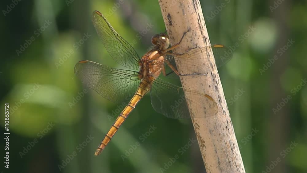 libellule de la famille des gomphes de couleur orange sur un bambou libellule de la famille des gomphes de couleur orange sur un bambou