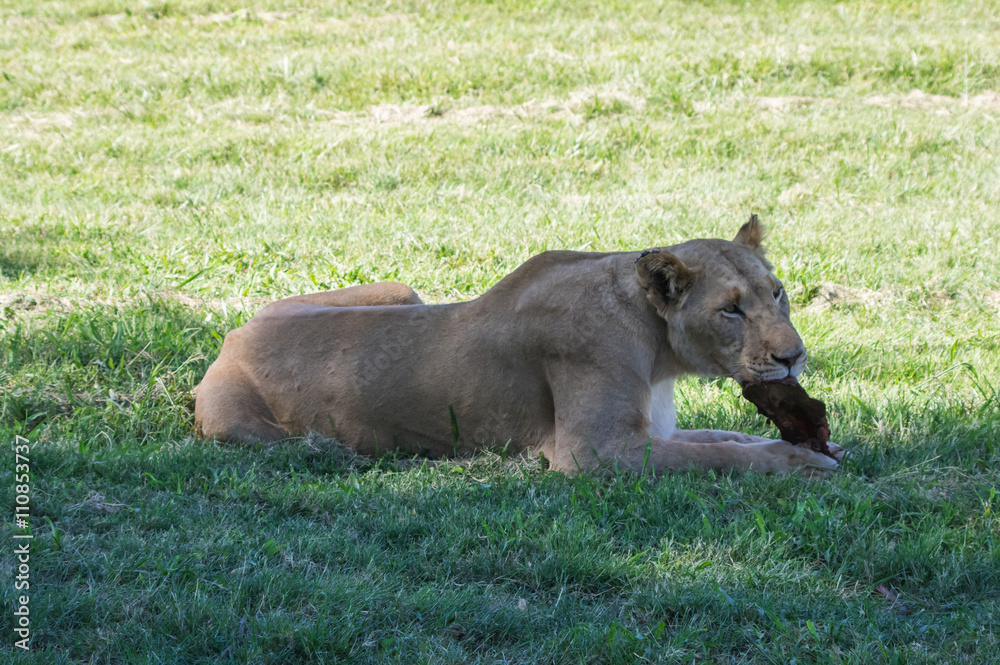 The African Lion is the top predator in the African wild The African Lion is the top predator in the African wild