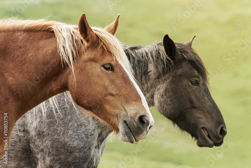 Coppia di cavalli in libertà © Pietro D'Antonio
