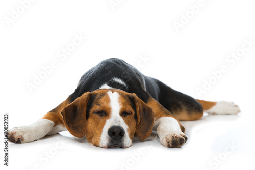 Schlafender Hund photo