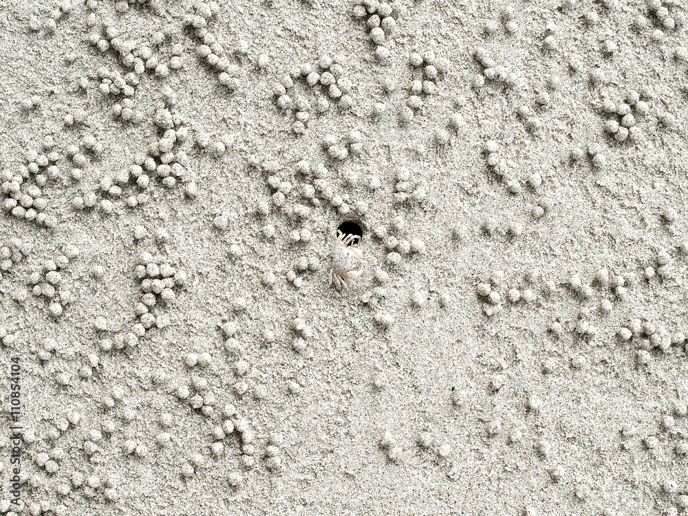 white ghost crab build tiny sand balls while digging habitat, top view white ghost crab build tiny sand balls while digging habitat, top view