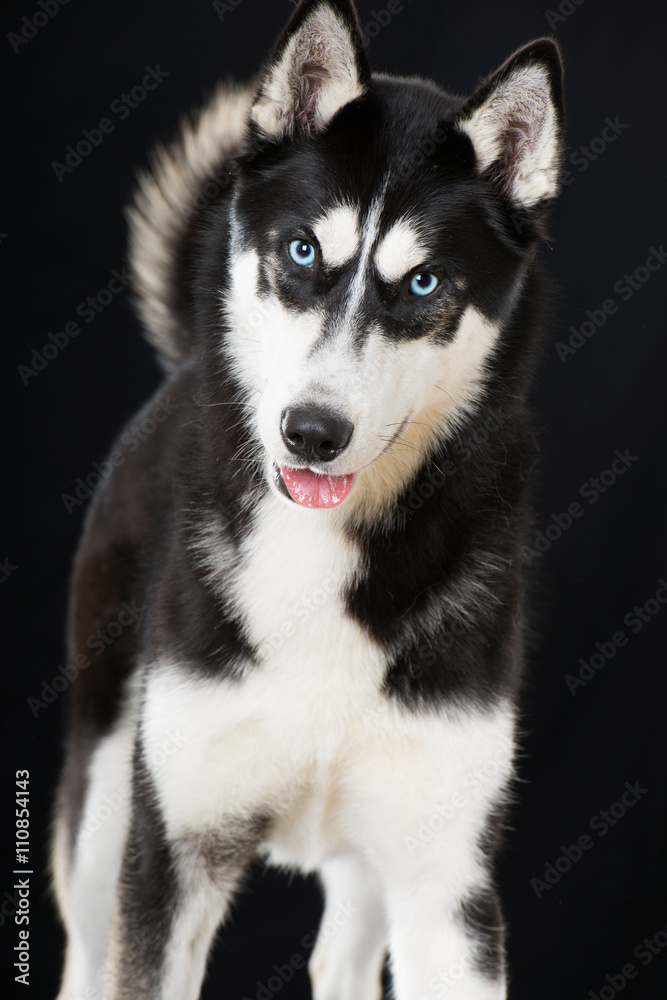 Siberian Husky Siberian Husky