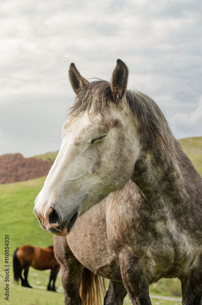 Obraz premium cavallo assonnato