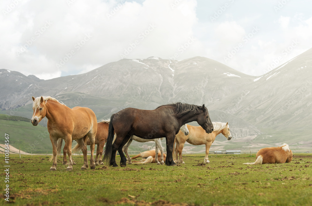 Obraz premium Cavalli al pascolo