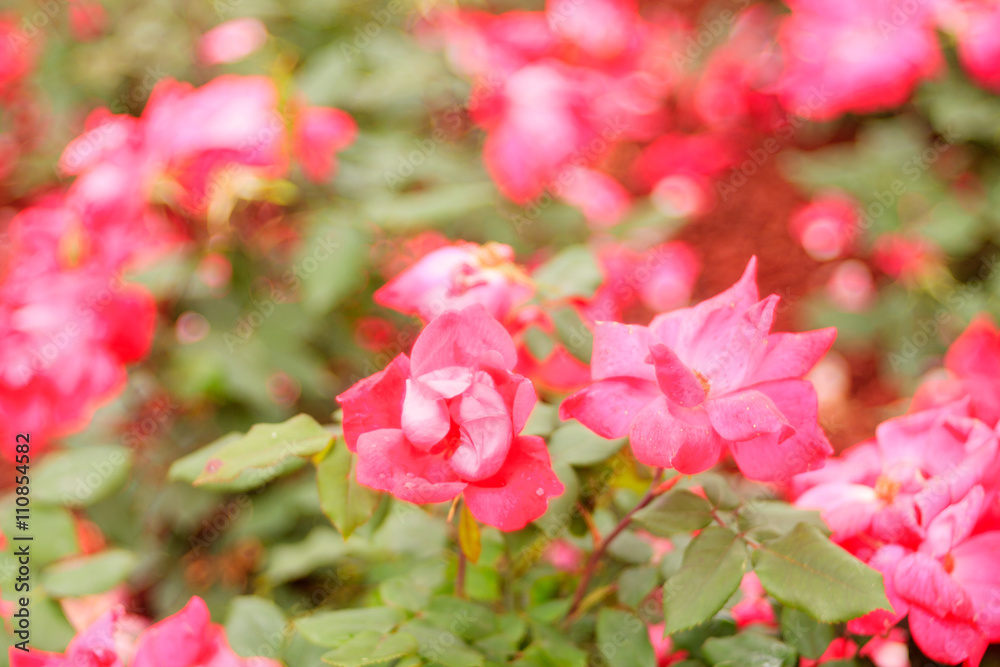 Close up of flowers Close up of flowers