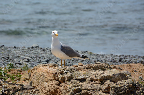 Young Yellow-legged gull/ seabird settled along the Italian coast