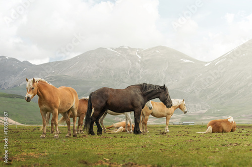 Cavalli al pascolo