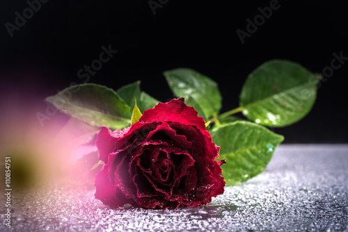 Canvas-taulu Flower, rose, close-up, macro.