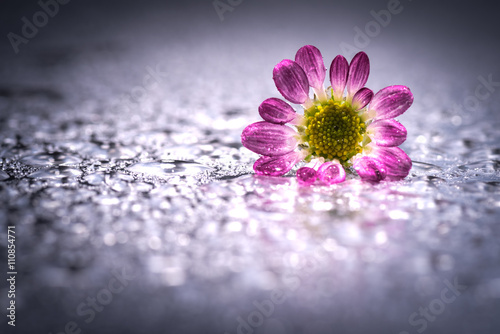 Fotografia Chrysanthemum, flower, close-up, macro.