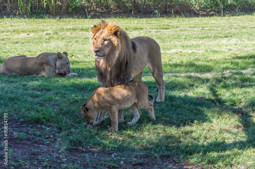 Fototapeta Naklejka Na Ścianę i Meble -  The African Lion is the top predator in the African wild