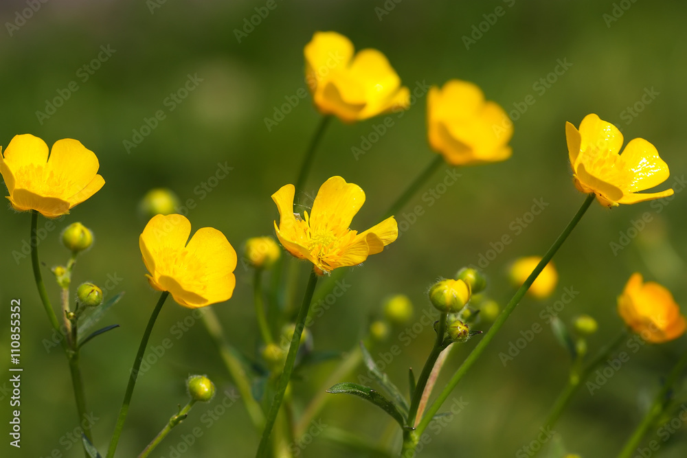 Meadow Buttercup (Ranunculus acris), close-up of flower Meadow Buttercup (Ranunculus acris), close-up of flower