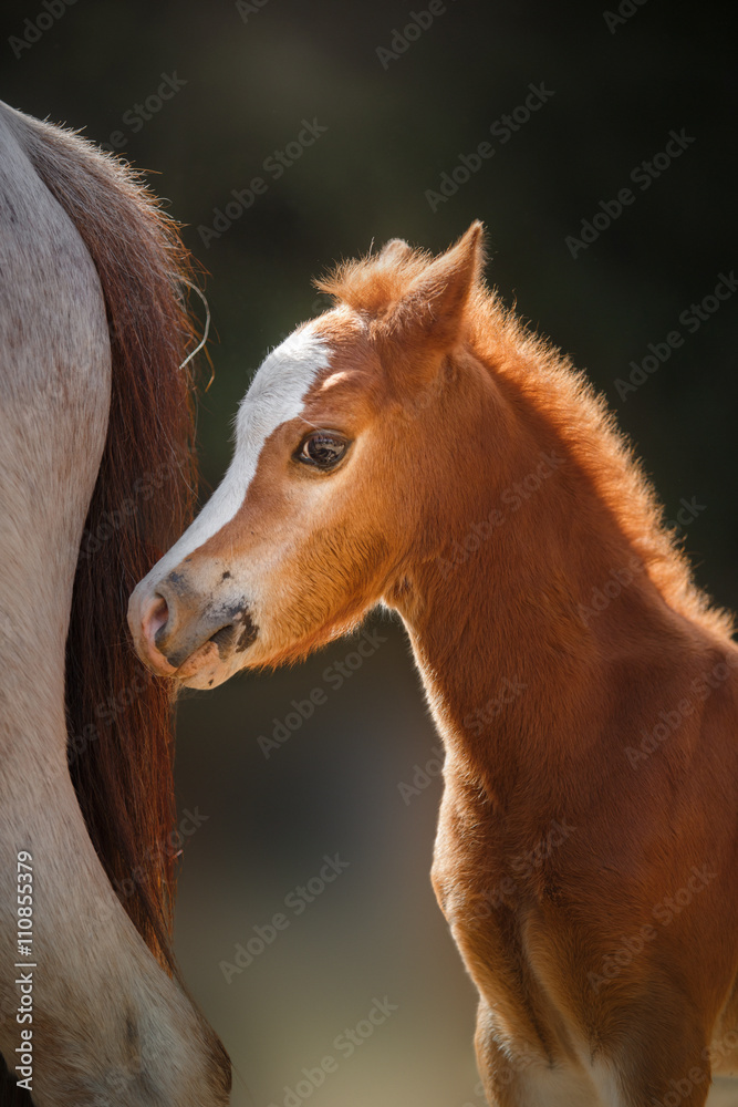 A pretty foal stands in a Summer paddock A pretty foal stands in a Summer paddock