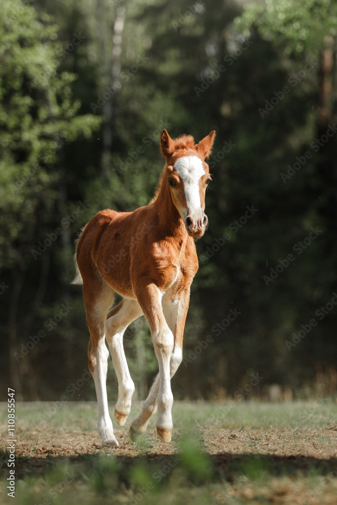 A pretty foal stands in a Summer paddock A pretty foal stands in a Summer paddock