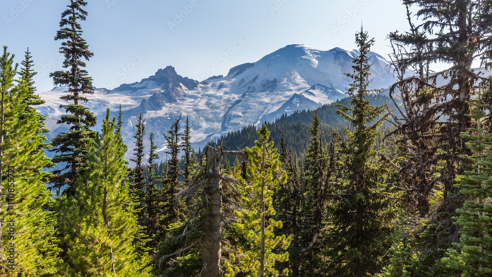 Beautiful forest on a background of snowy mountains. Mount Rainier, Sunrise Area SHADOW LAKE TRAIL