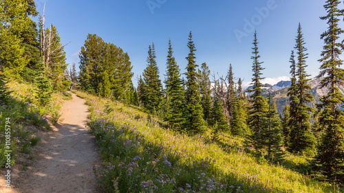 A path in the thick spruce forest. Mount Rainier, Sunrise Area SHADOW LAKE TRAIL