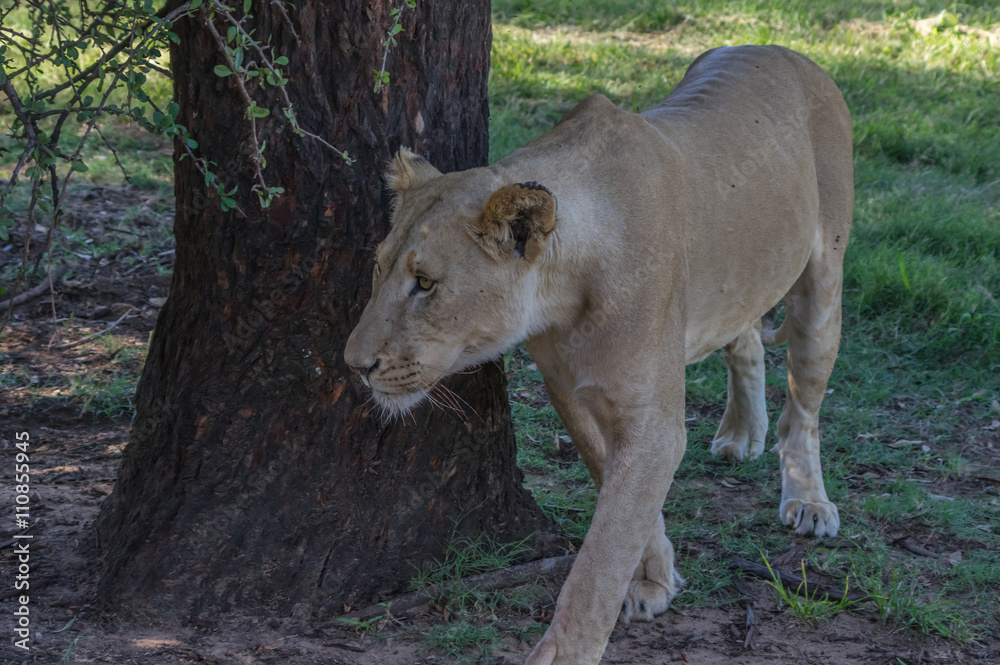 Fototapeta premium The African Lion is the top predator in the African wild